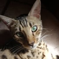 maricesa