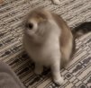 lonkmoomlonk